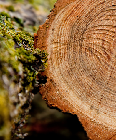Cén fáth nach dteastaíonn toitriú ar phailléid mhúnlaithe le haghaidh onnmhairiú?