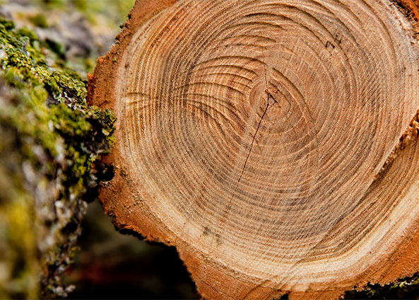 Ronsun Iompórtáil & Easpórtáil Co, Teo.